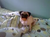 Charlie - The Pug profile picture