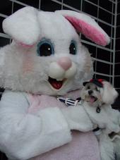 Easter Bunny profile picture