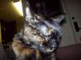 Flora, Paloma's Talking Cat profile picture