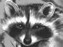 TOTAL RACOON profile picture