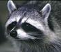 TOTAL RACOON profile picture