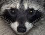 TOTAL RACOON profile picture