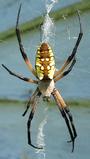 Argiope Aurantia profile picture