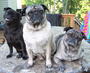 Chester, Chloe & MooShu profile picture