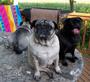 Chester, Chloe & MooShu profile picture