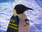 Penguinspace profile picture