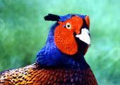 Pheasant profile picture