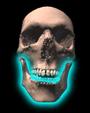 Mandible profile picture