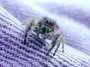 Phidippus Audax profile picture