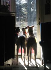 Whisper, Fawn & Petal profile picture