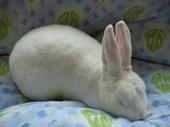 ARL Rabbits and Small Animals profile picture