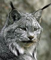 Lynx profile picture