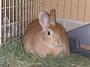 ARL Rabbits and Small Animals profile picture