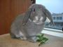 ARL Rabbits and Small Animals profile picture