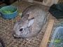 ARL Rabbits and Small Animals profile picture