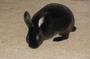 ARL Rabbits and Small Animals profile picture