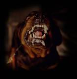 Rottweiler Records profile picture