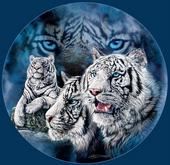 whitetigress