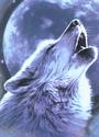 Whitewolf profile picture