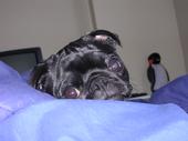 zeppelin_the_pug