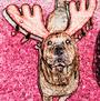Oscars Famous Dog Fansite profile picture