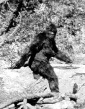 The Sasquatch Spectacular profile picture