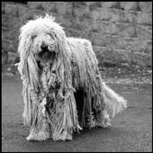 komondor