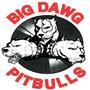 DJ KG "THE BIG DAWG PITBULL" profile picture