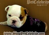 Pet Celebrity Clothing profile picture