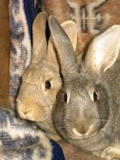 Colorado House Rabbit Society profile picture