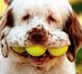 Tennis Ball profile picture