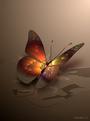 _butterfly_ profile picture