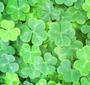 ShamRocks!! profile picture