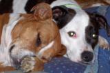 Nerak_62 RIP Patches and Bitsy, love you 4ever profile picture