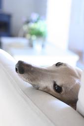 whippetgrey profile picture