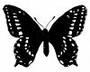 Night Butterfly profile picture