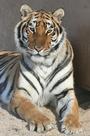 Forever Wild Exotic Animal Sanctuary profile picture