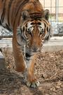 Forever Wild Exotic Animal Sanctuary profile picture