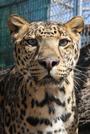 Forever Wild Exotic Animal Sanctuary profile picture