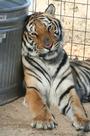 Forever Wild Exotic Animal Sanctuary profile picture