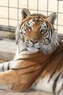 Forever Wild Exotic Animal Sanctuary profile picture