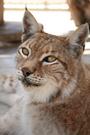 Forever Wild Exotic Animal Sanctuary profile picture