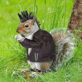 SQUIRREL NATION profile picture