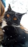 Gotham Kitty Fan Club profile picture