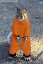 SQUIRREL NATION profile picture