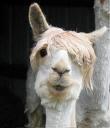 Lama profile picture