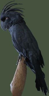 Black Parrot profile picture