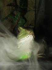 Lord Lizard profile picture