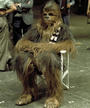 Chewbacca profile picture