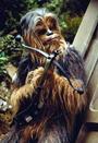 Chewbacca profile picture